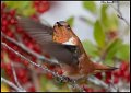 _8SB0206 rufous hummingbird
